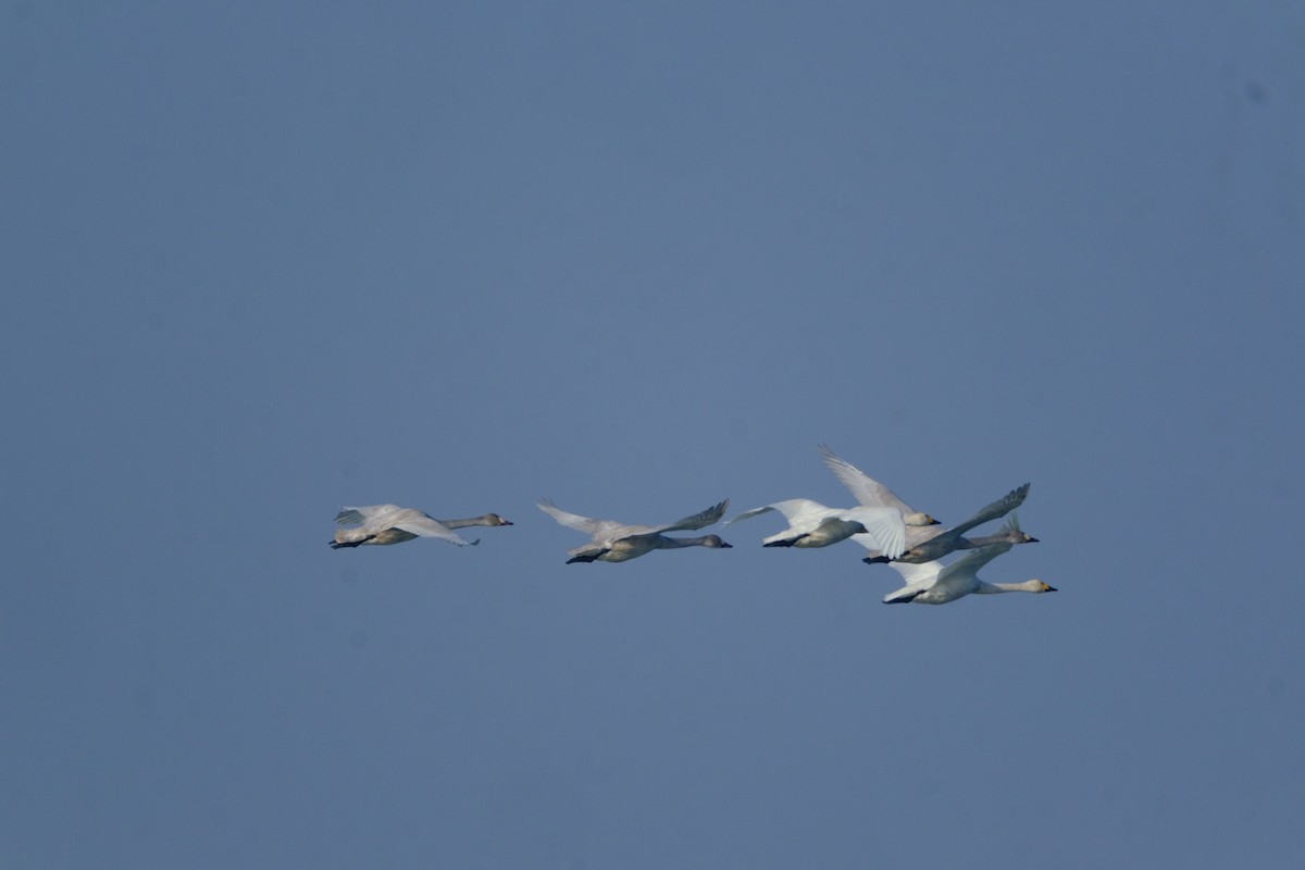 Tundra Swan - ML646898460