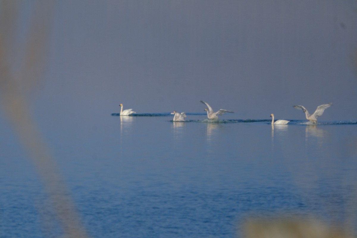 Tundra Swan - ML646898461
