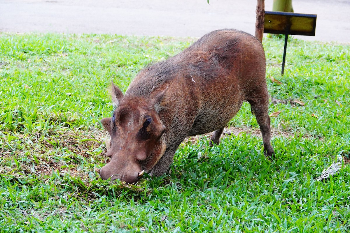Eastern Warthog - ML646898462