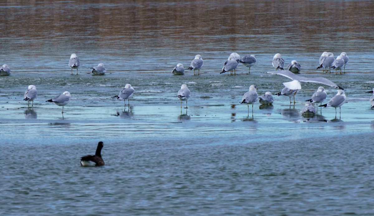Ring-billed Gull - ML646898463