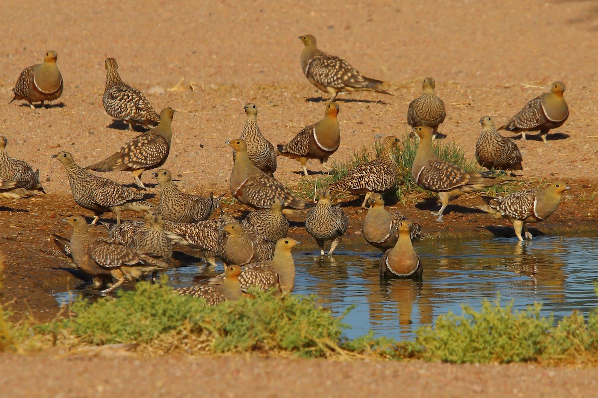 Namaqua Sandgrouse - ML646898464