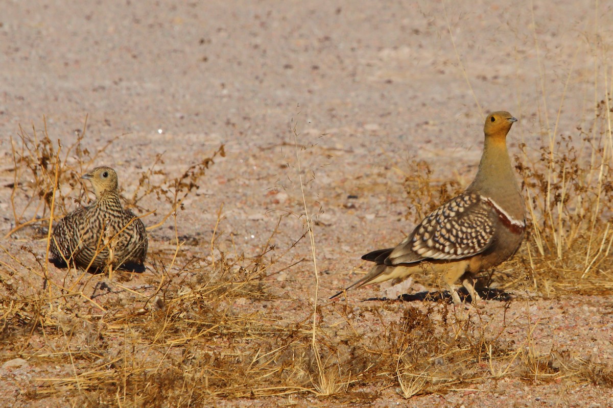 Namaqua Sandgrouse - ML646898465