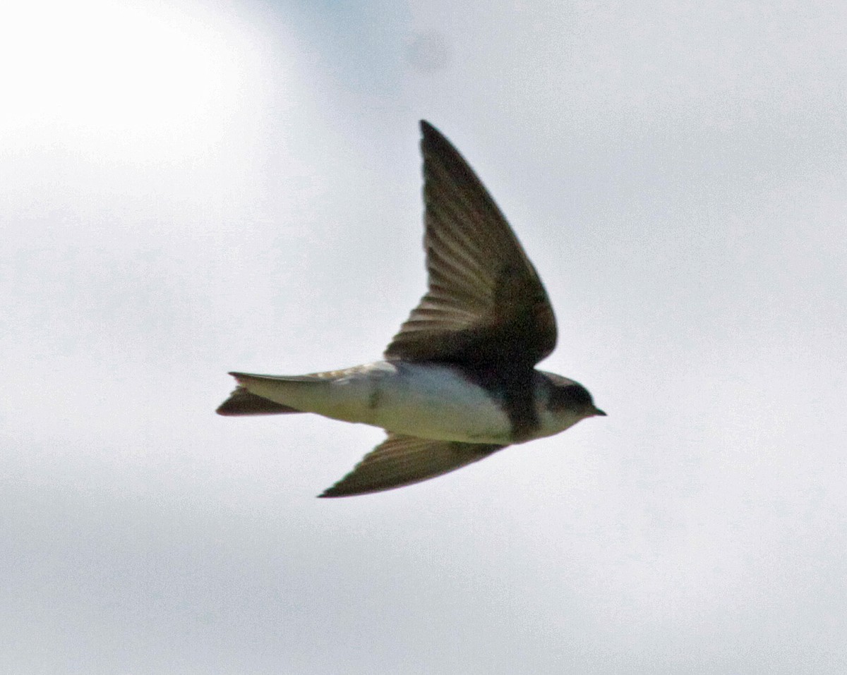 Bank Swallow - ML646898466