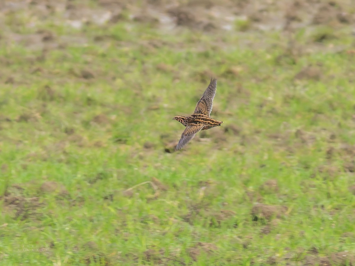 Galeper eurasiarra - ML646898469