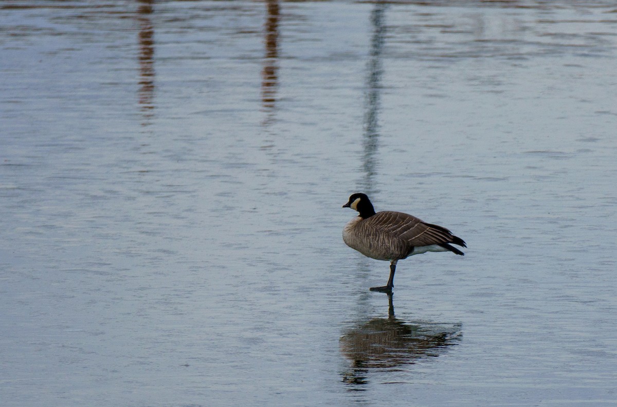 小加拿大雁 - ML646898471