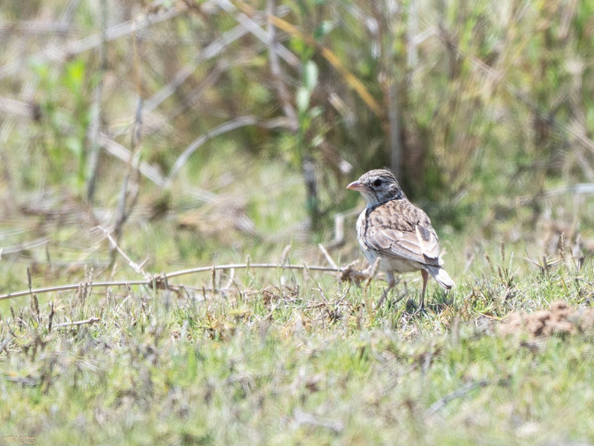 Madagaskarlerche - ML646898472