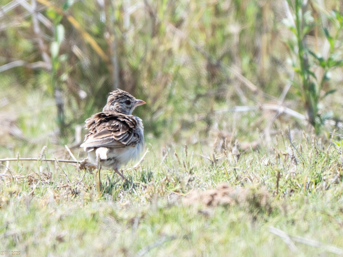 Madagaskarlerche - ML646898475