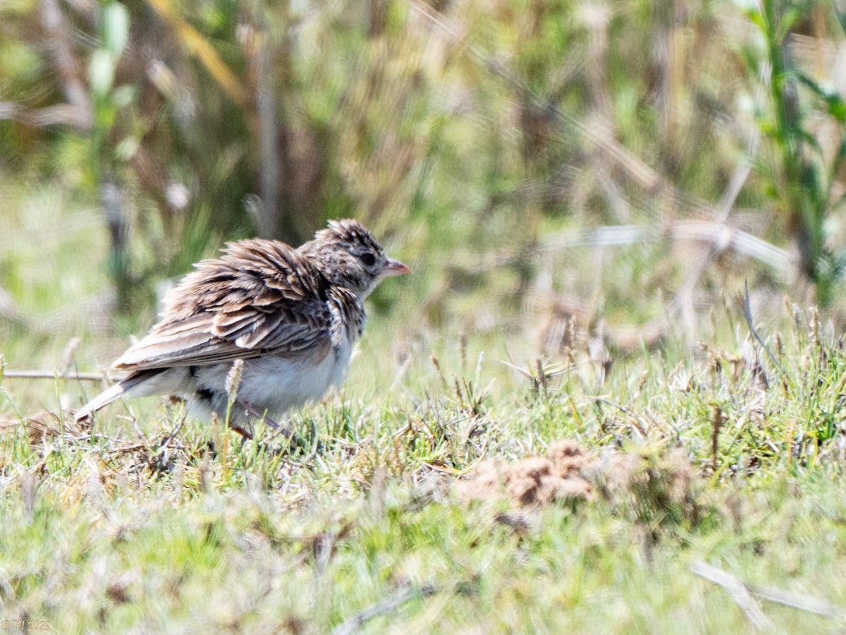 Madagaskarlerche - ML646898476