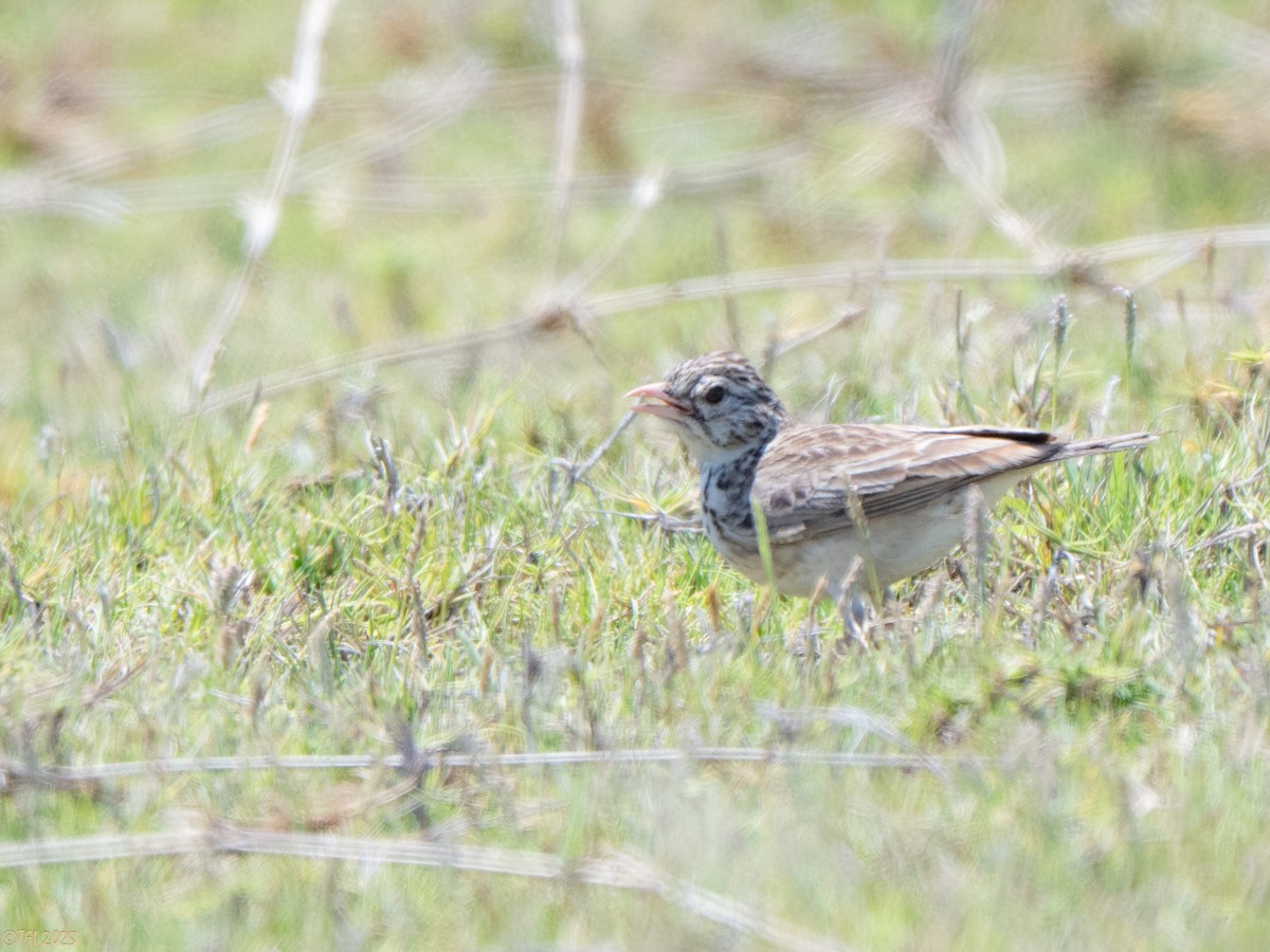 Madagaskarlerche - ML646898478