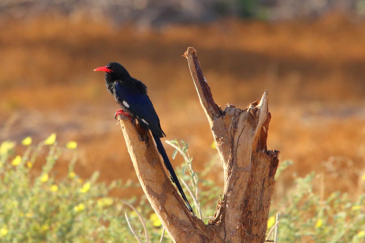 Violet Woodhoopoe - ML646898479