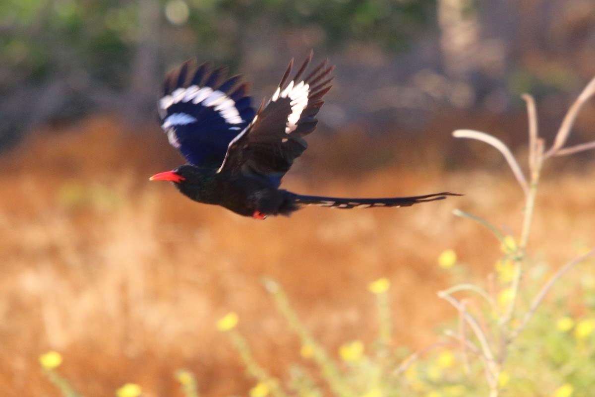 Violet Woodhoopoe - ML646898480