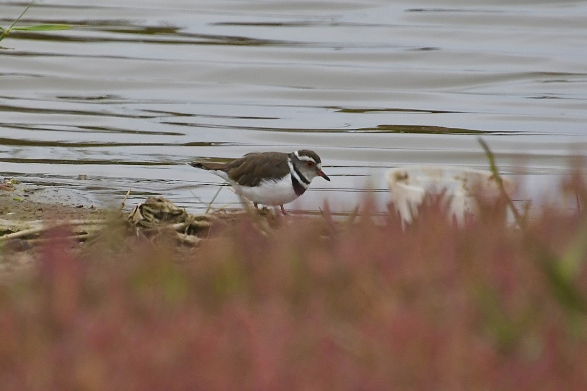 Three-banded Plover (African) - ML646898481