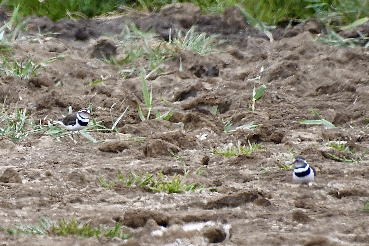 Three-banded Plover (African) - ML646898482