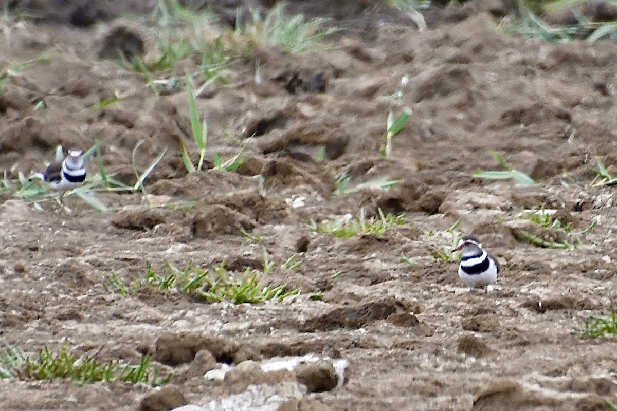 Three-banded Plover (African) - ML646898483