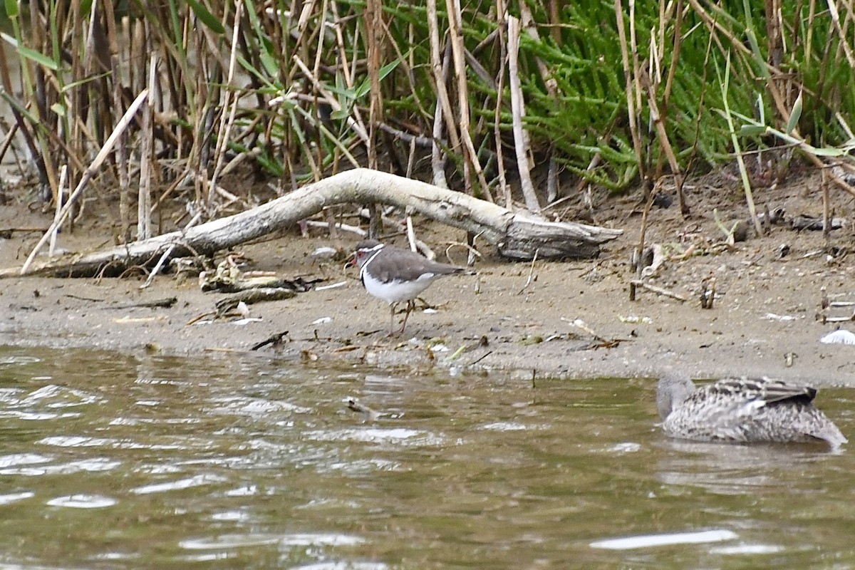 Three-banded Plover (African) - ML646898484