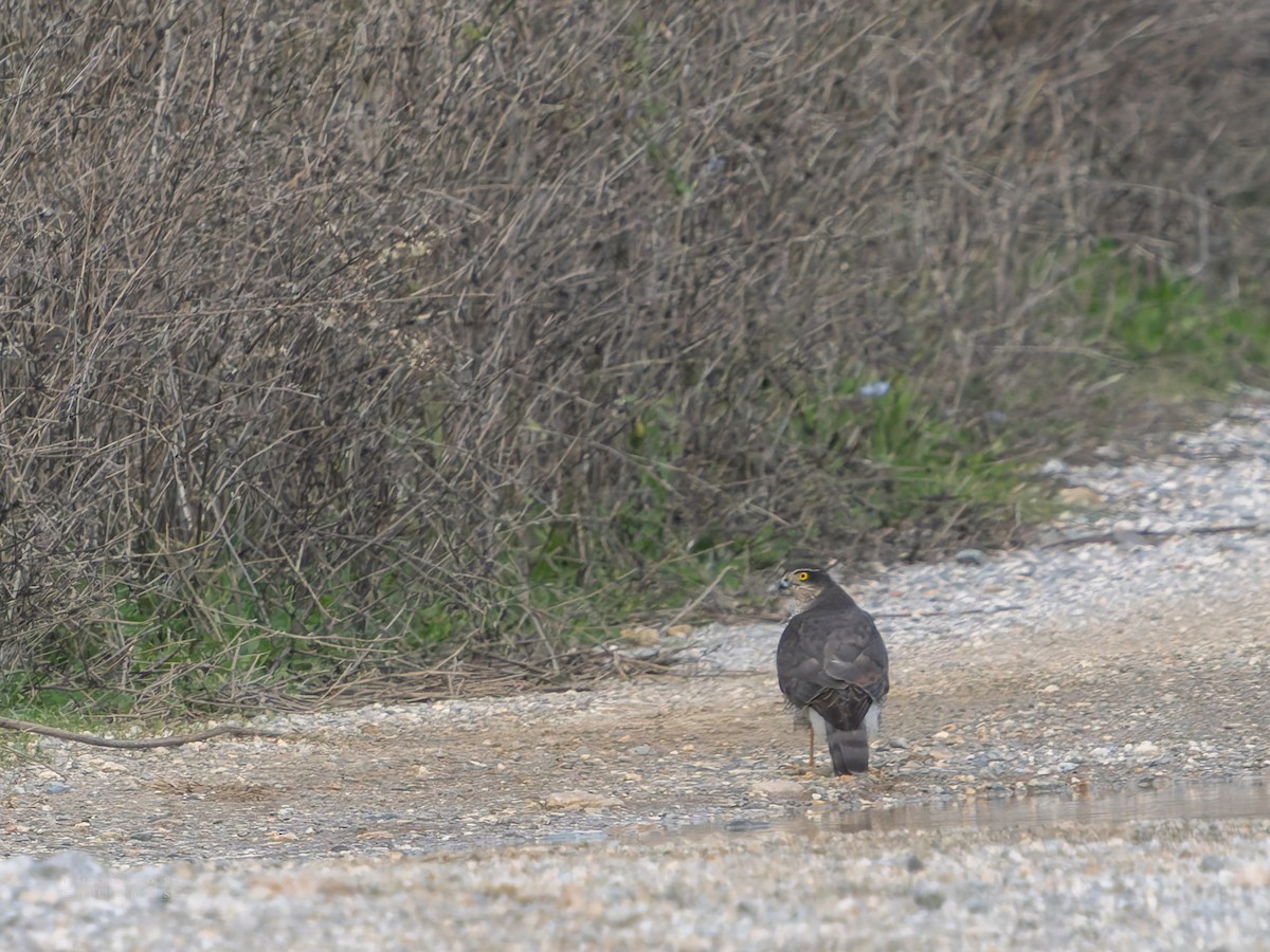 ハイタカ - ML646898485