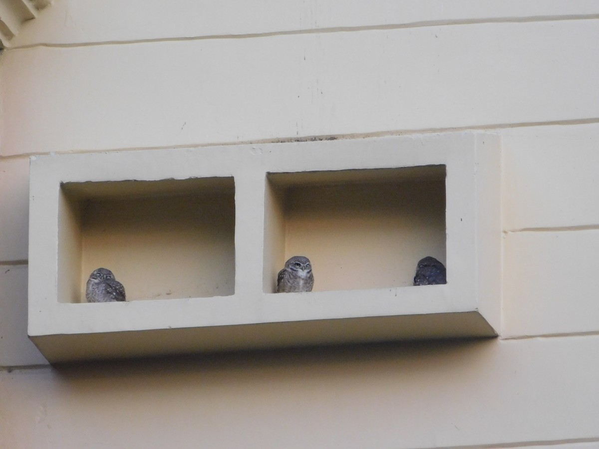 Chevêche brame - ML646898486