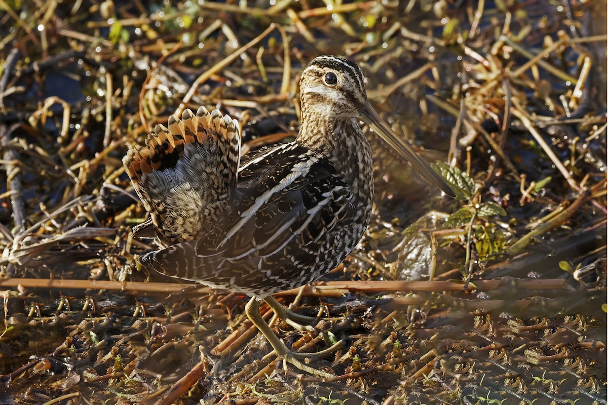 Wilson's Snipe - ML646898487
