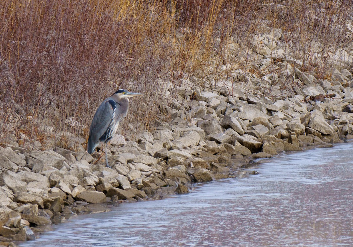 Great Blue Heron - ML646898489