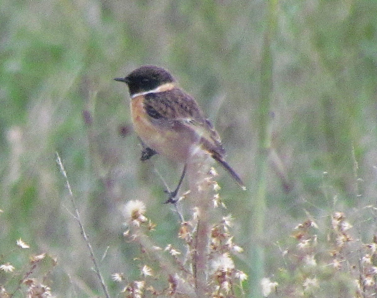 European Stonechat - ML646898493