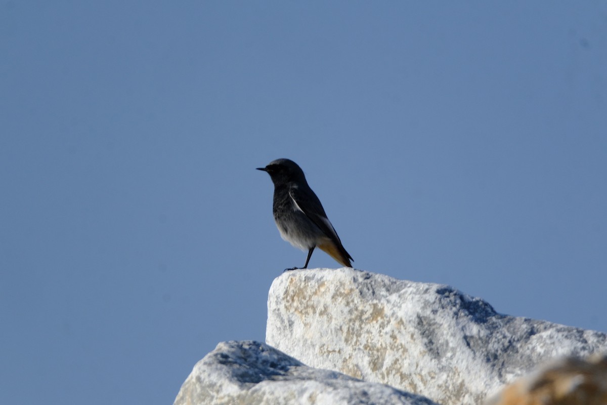 Black Redstart - ML646898494