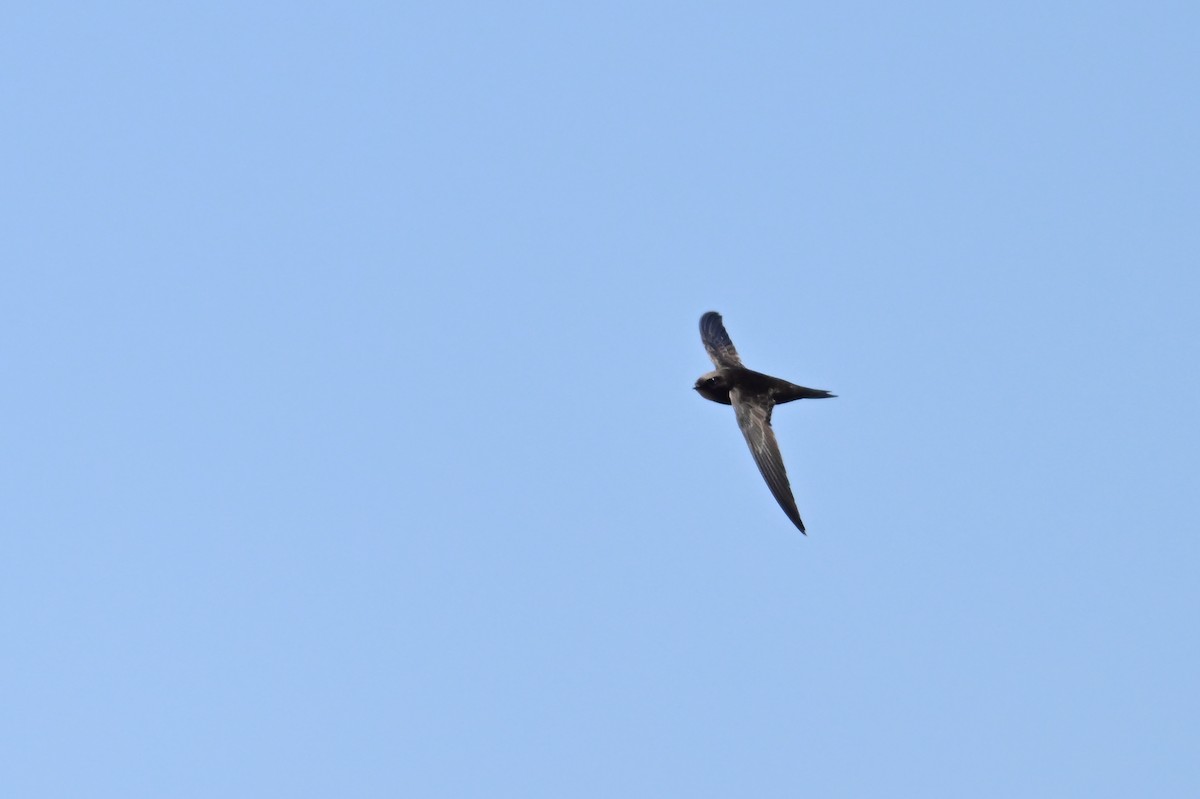 rorýs šupinkový - ML646898496