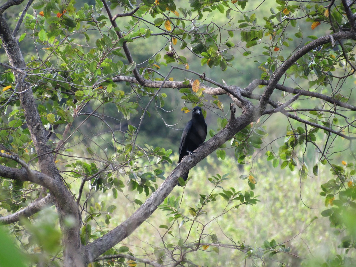 Philippine Jungle Crow - ML646898500