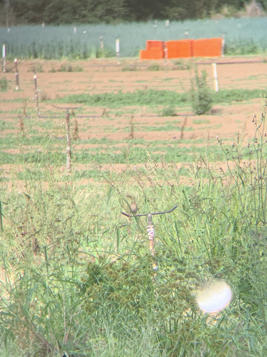 Rufous Songlark - ML646898503