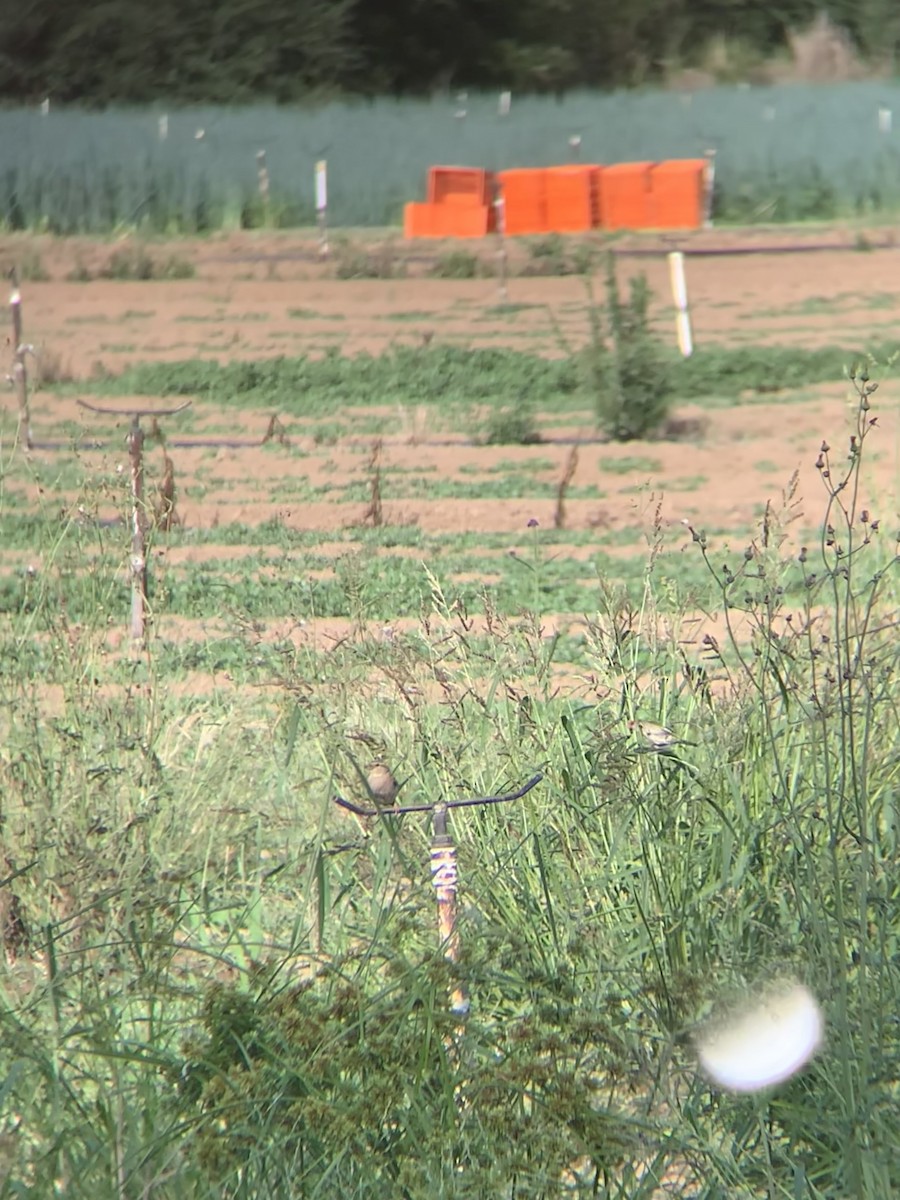 Rufous Songlark - ML646898504