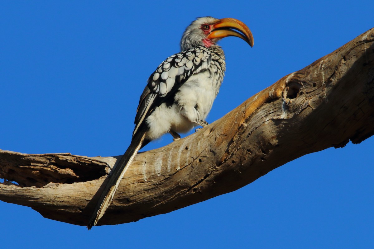 Southern Yellow-billed Hornbill - ML646898505