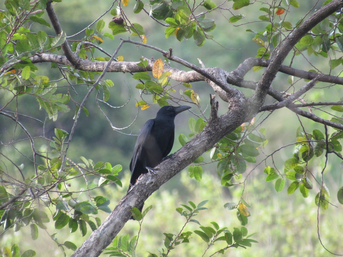 Philippine Jungle Crow - ML646898506