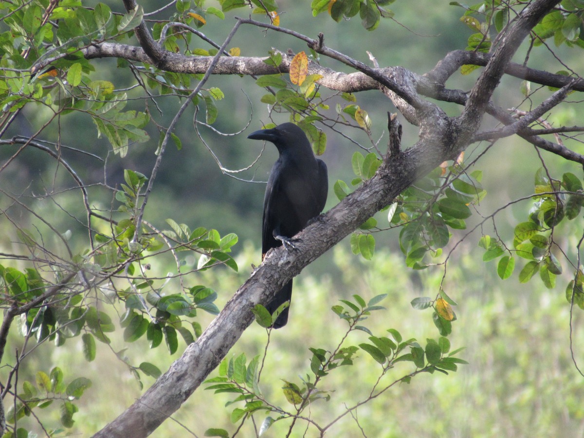 Philippine Jungle Crow - ML646898511