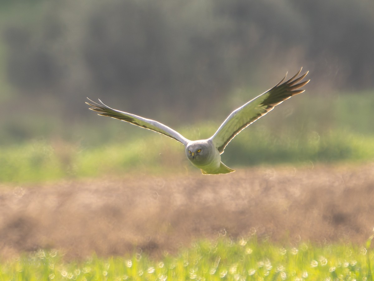 Hen Harrier - ML646898512