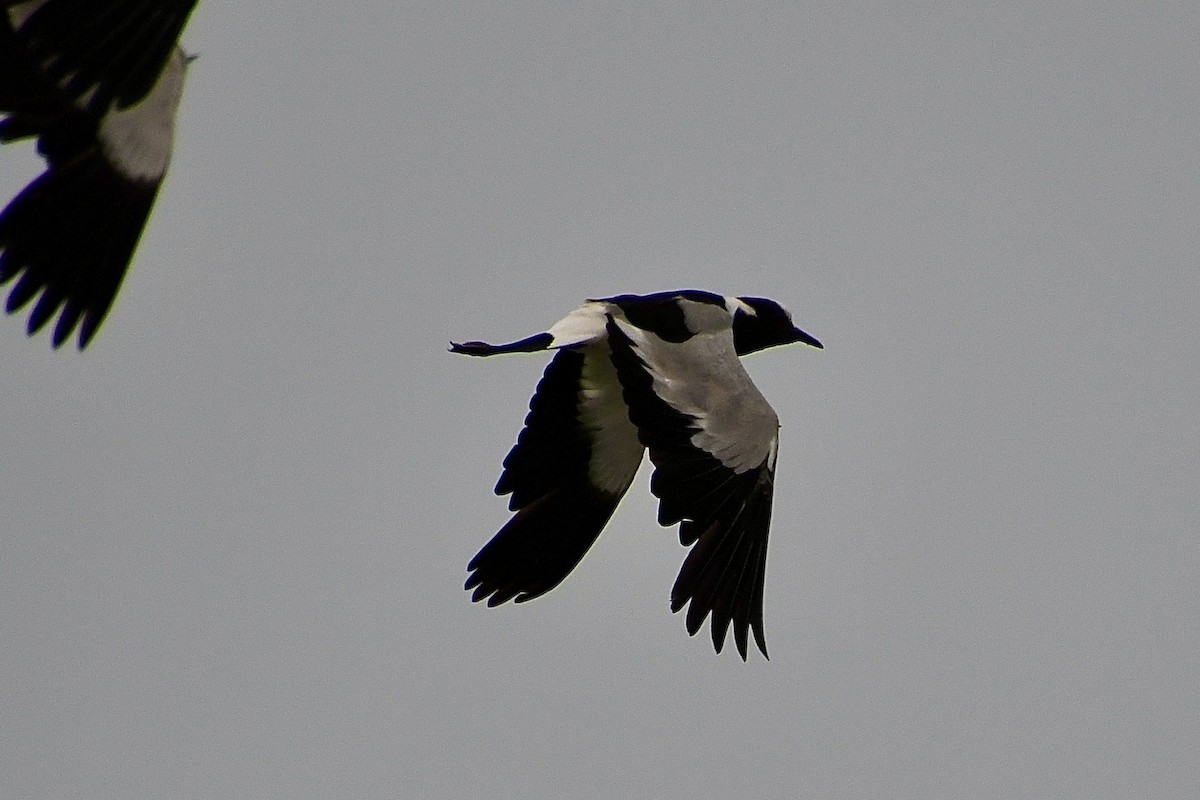 Vanneau armé - ML646898515