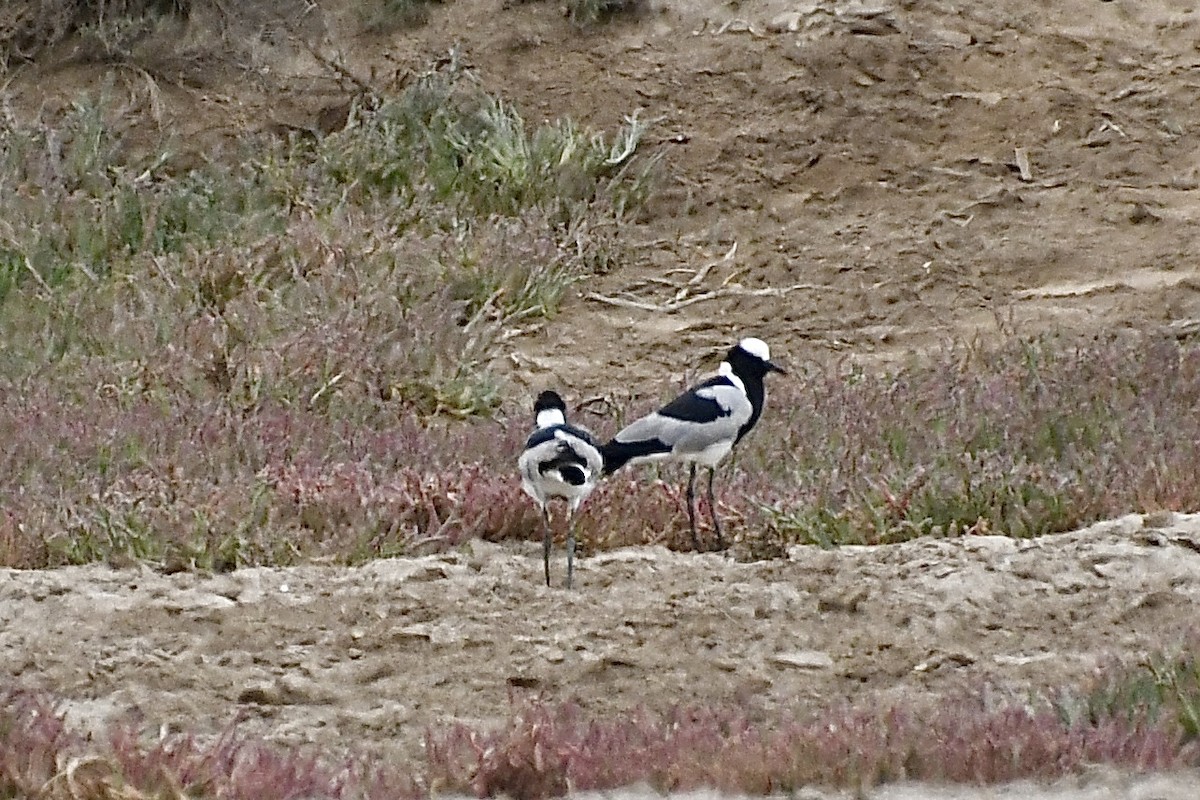 Vanneau armé - ML646898516