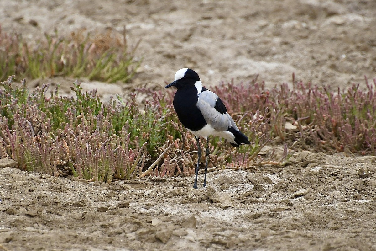 Vanneau armé - ML646898517