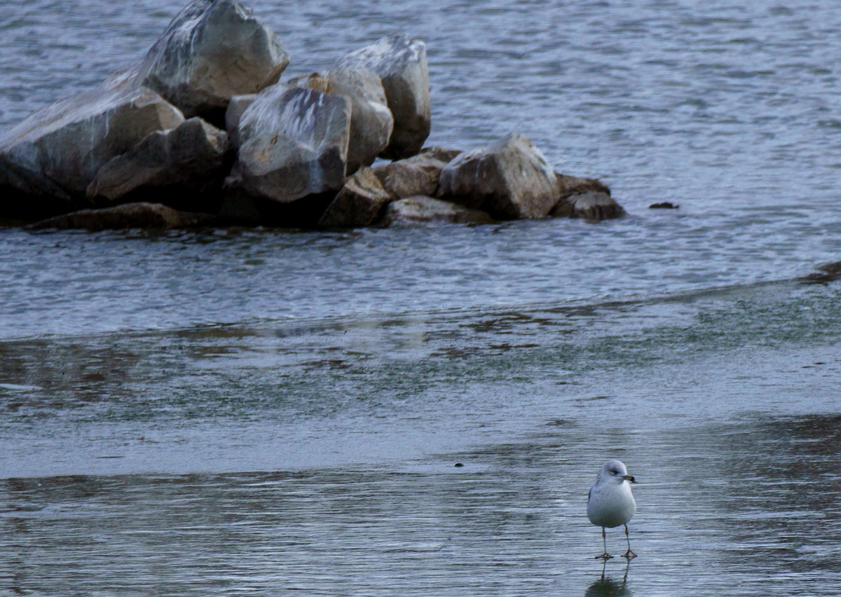 Goéland à bec cerclé - ML646898518