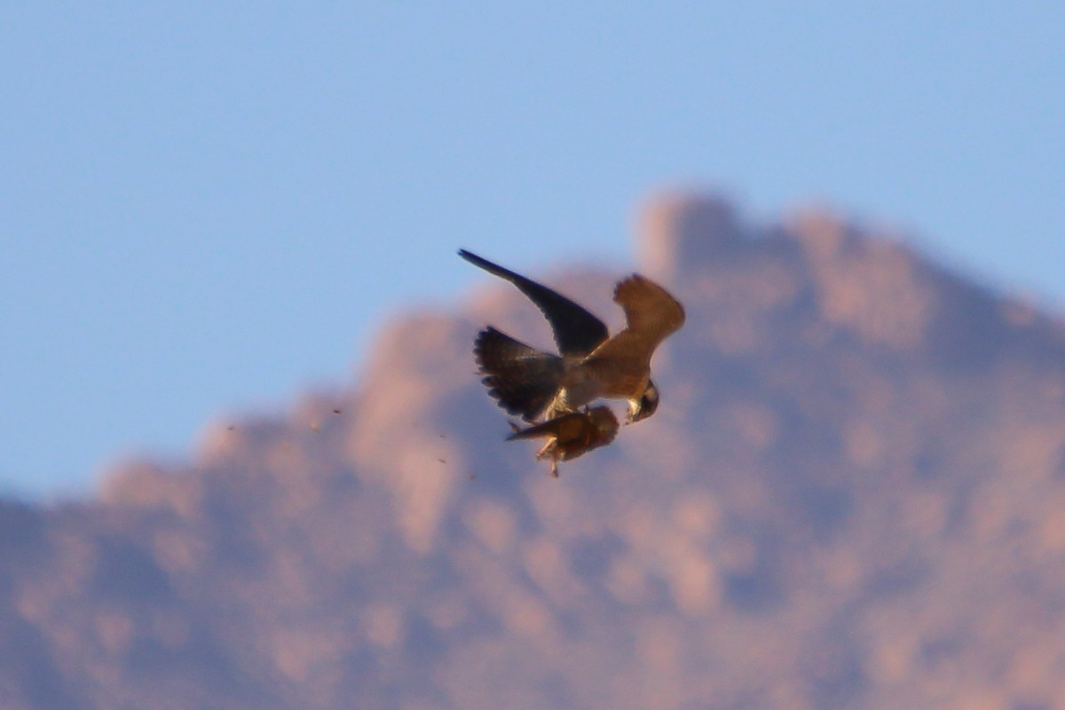 Faucon lanier - ML646898520