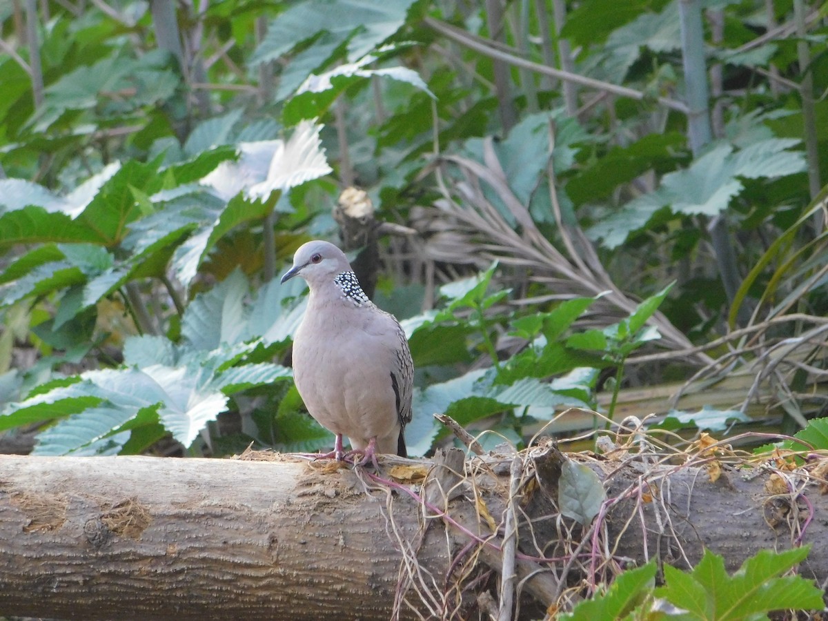 Tourterelle tigrine - ML646898521