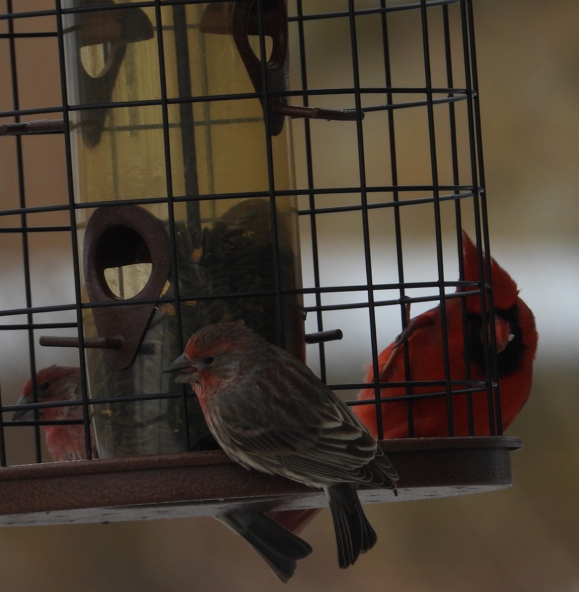 Cardinal rouge - ML646898523