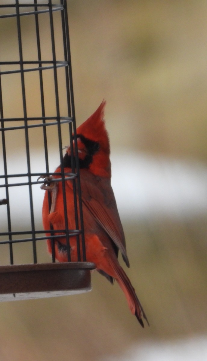 Cardinal rouge - ML646898524