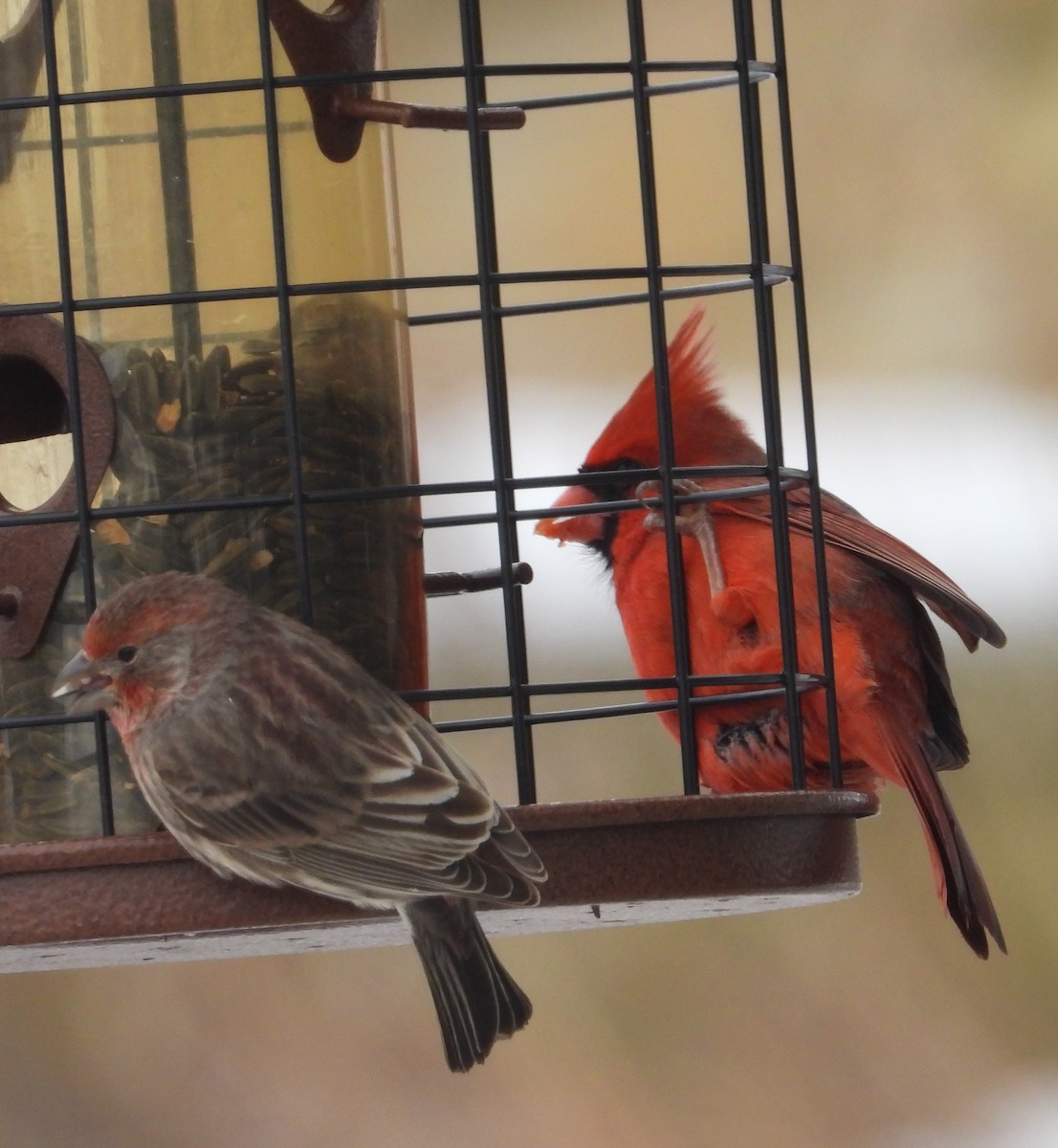 Cardinal rouge - ML646898525