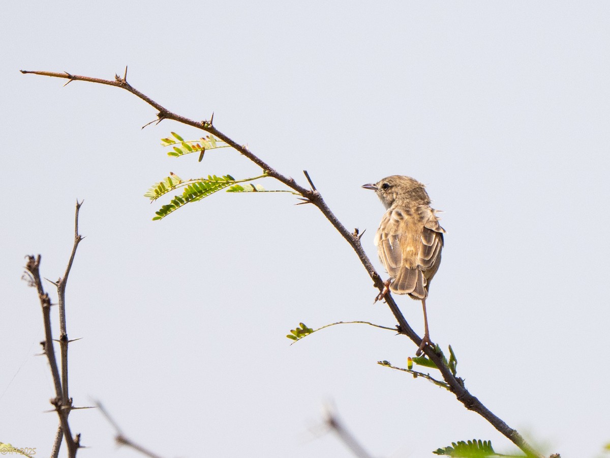 Cisticole malgache - ML646898526