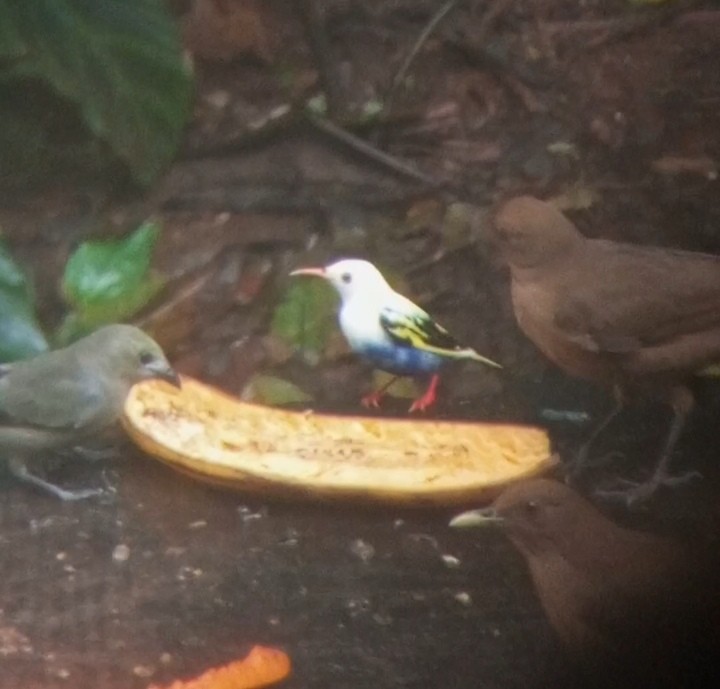 Guit-guit saï - ML646898527