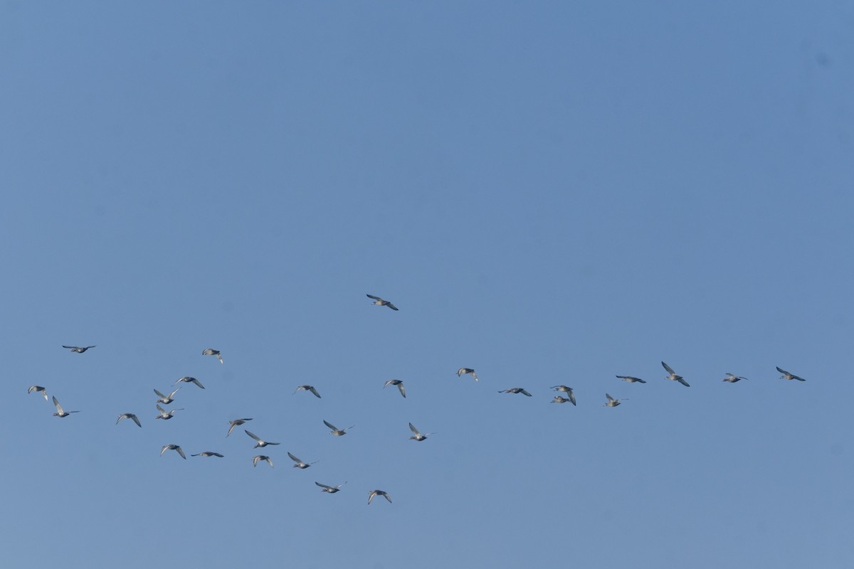 Nette rousse - ML646898530