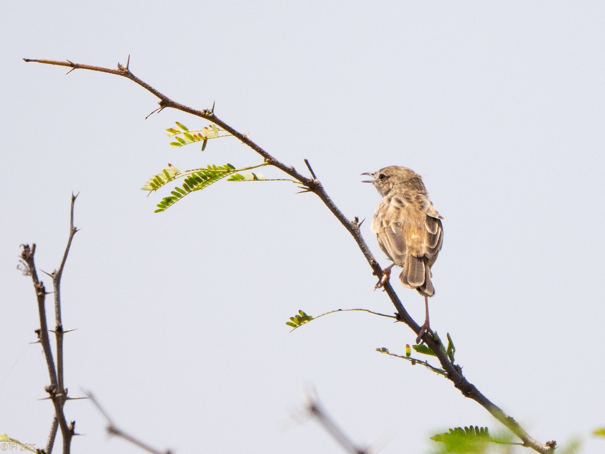 Cisticole malgache - ML646898533