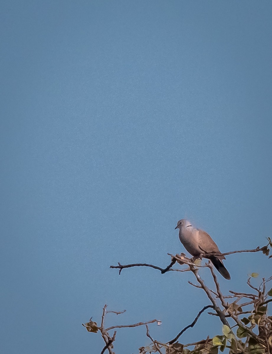 Tourterelle turque - ML646898534