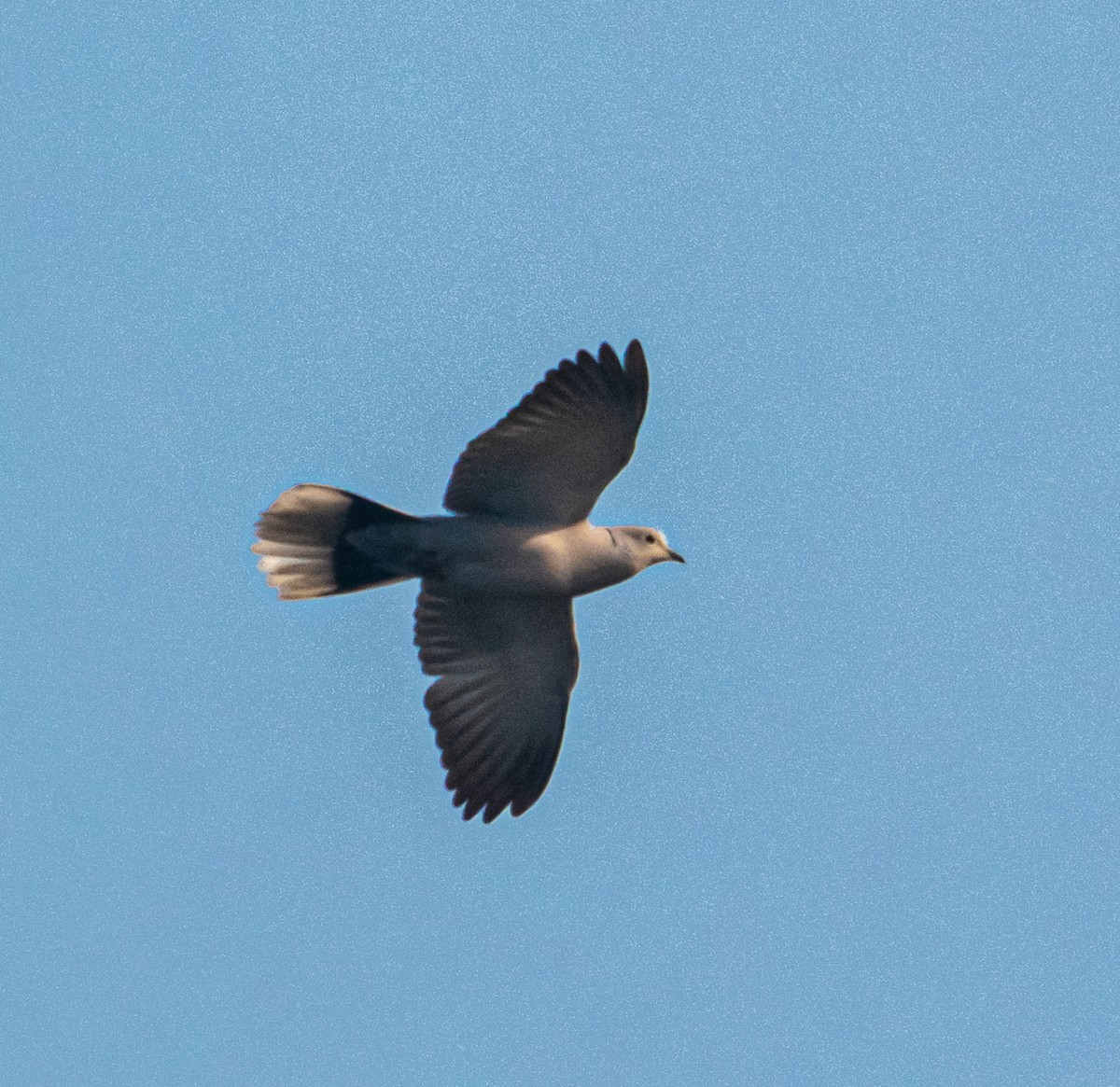 Tourterelle turque - ML646898535