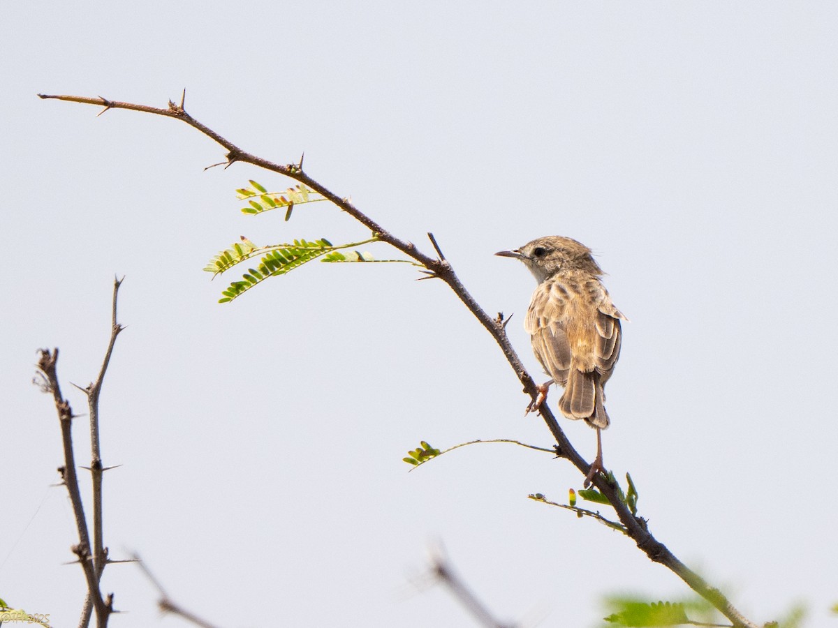 Cisticole malgache - ML646898536