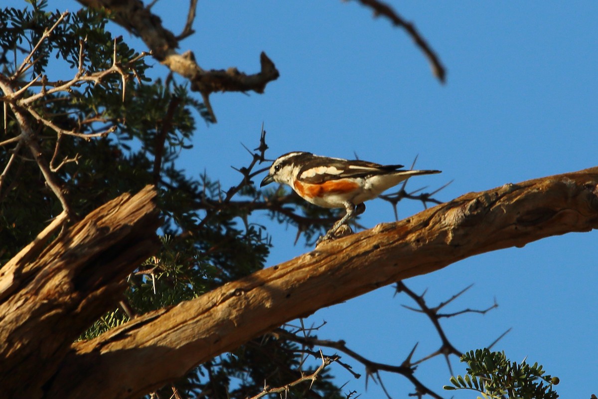 Brubru africain - ML646898543